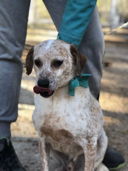 Smile canile basso lazio | Foto 5