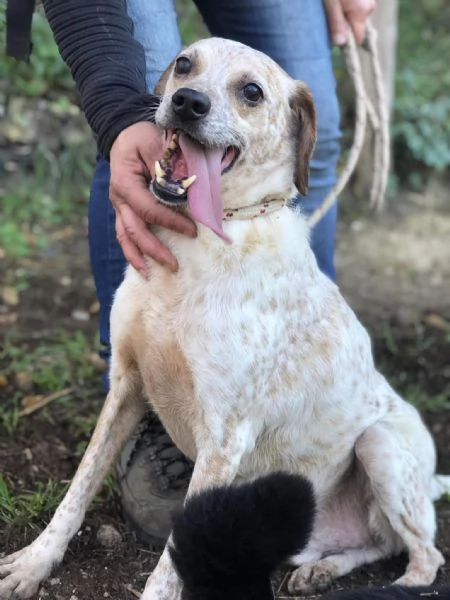 Smile canile basso lazio | Foto 4