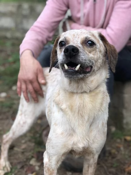 Smile canile basso lazio | Foto 2