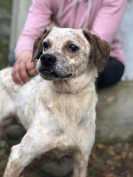 Smile canile basso lazio | Foto 1