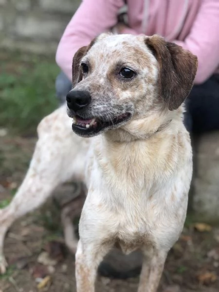 Smile canile basso lazio