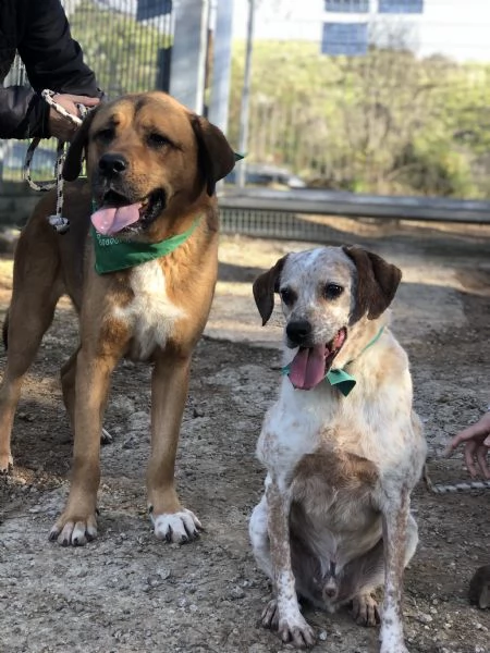 Smile canile basso lazio | Foto 0