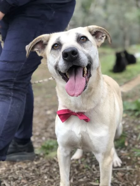 Trilli canile basso lazio