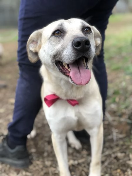 Trilli canile basso lazio | Foto 4