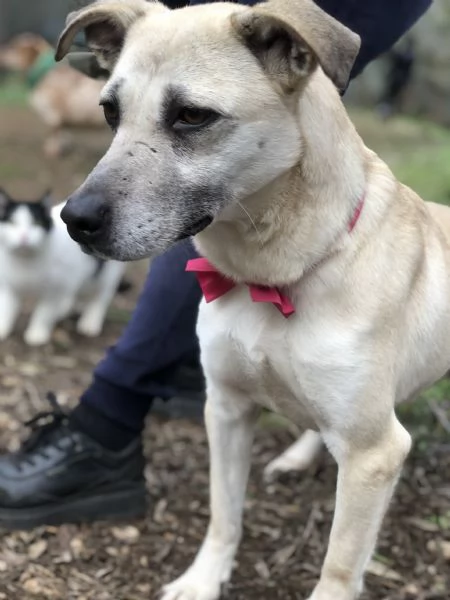 Trilli canile basso lazio | Foto 3