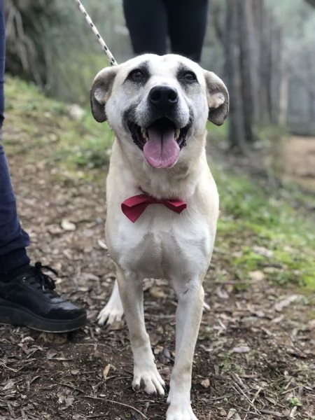 Trilli canile basso lazio | Foto 2