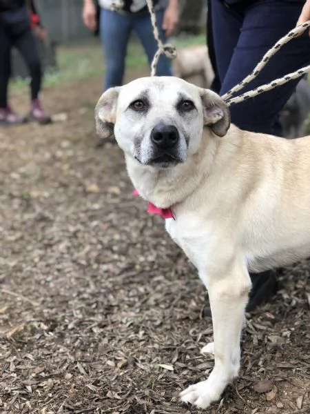 Trilli canile basso lazio | Foto 1