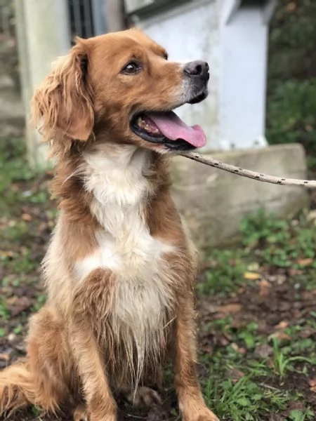 Marley canile basso lazio