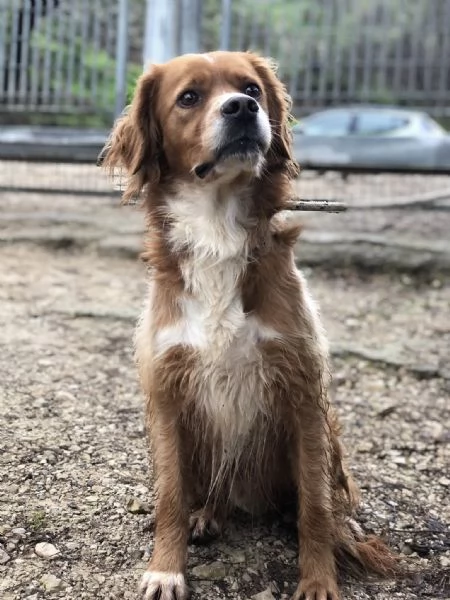 Marley canile basso lazio | Foto 5