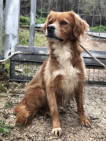 Marley canile basso lazio | Foto 4