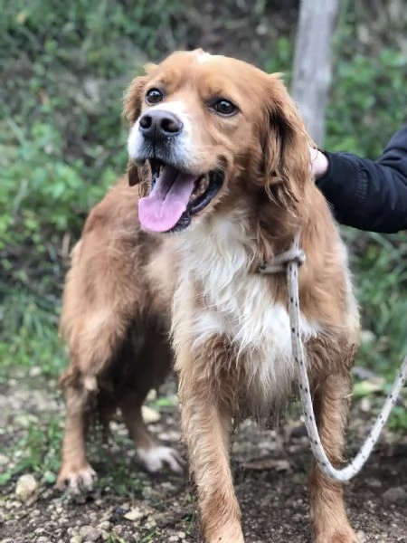 Marley canile basso lazio | Foto 3