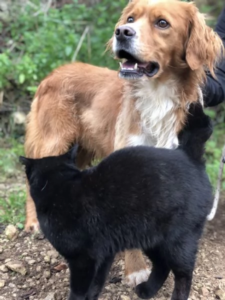 Marley canile basso lazio | Foto 2