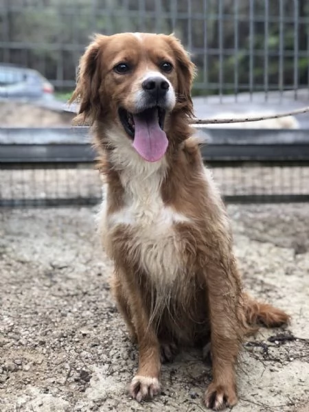 Marley canile basso lazio | Foto 1