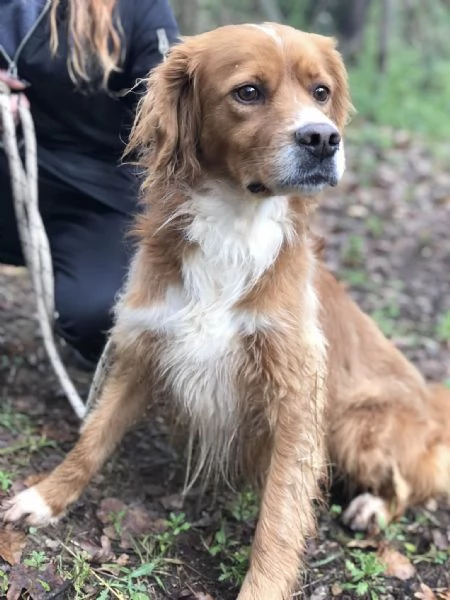 Marley canile basso lazio | Foto 0