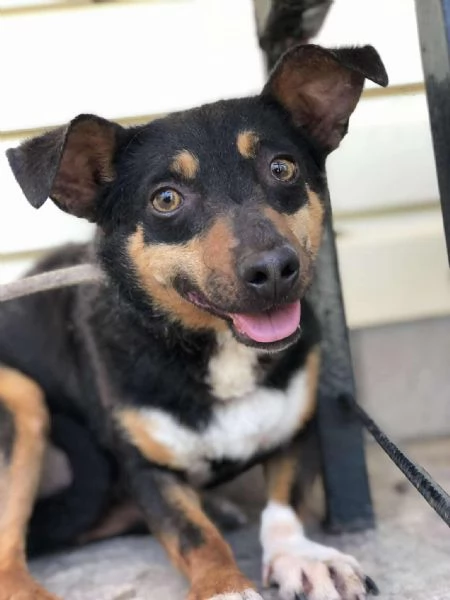 Molly canile basso lazio | Foto 5