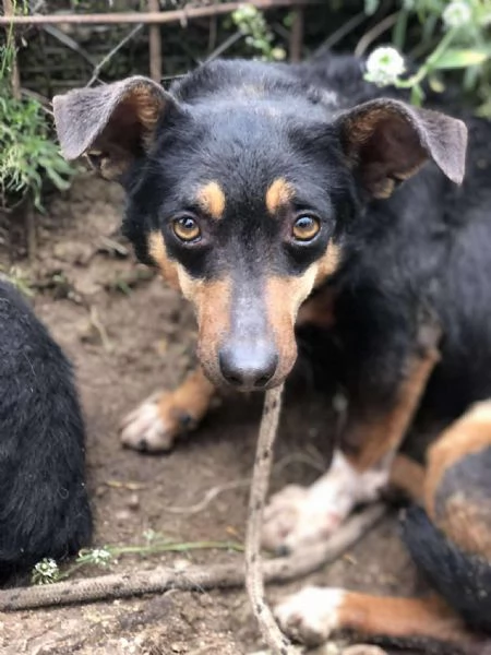 Molly canile basso lazio | Foto 4