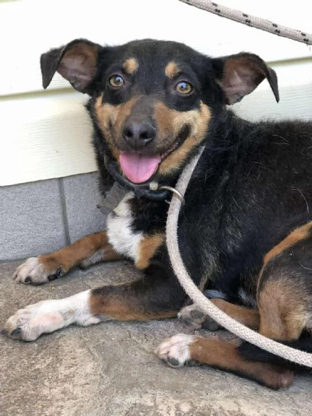 Molly canile basso lazio | Foto 3