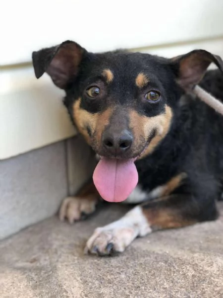 Molly canile basso lazio | Foto 2