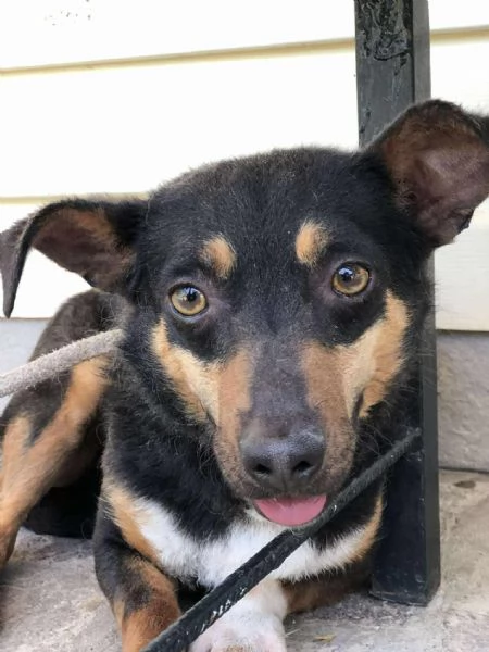 Molly canile basso lazio | Foto 1