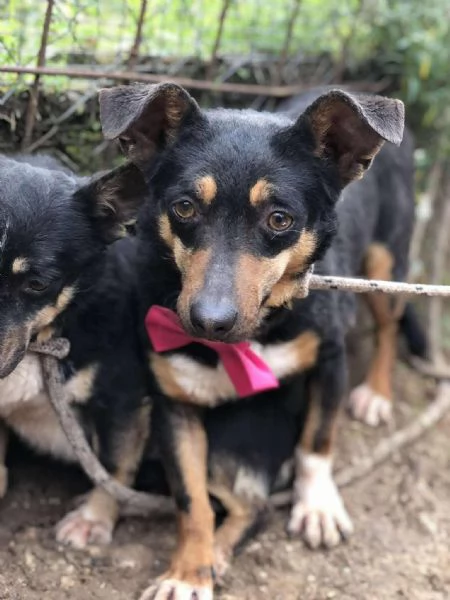 Molly canile basso lazio | Foto 0