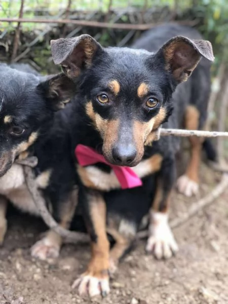 Molly canile basso lazio