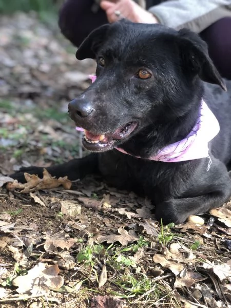 Mora canile basso lazio