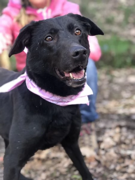 Mora canile basso lazio | Foto 2