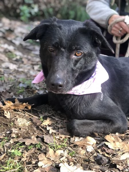 Mora canile basso lazio | Foto 1