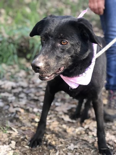 Mora canile basso lazio | Foto 0