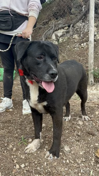 Pablo canile basso lazio