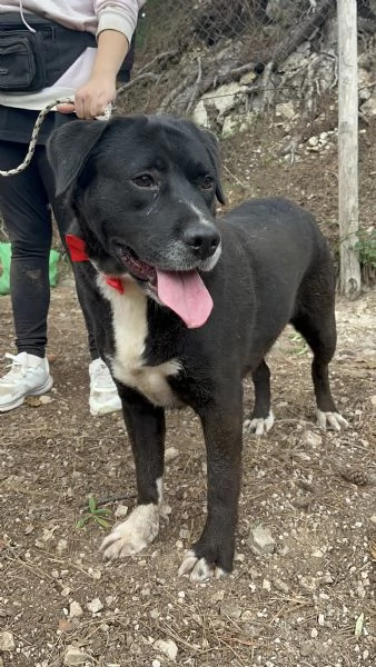 Pablo canile basso lazio | Foto 4