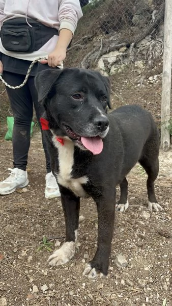 Pablo canile basso lazio | Foto 3