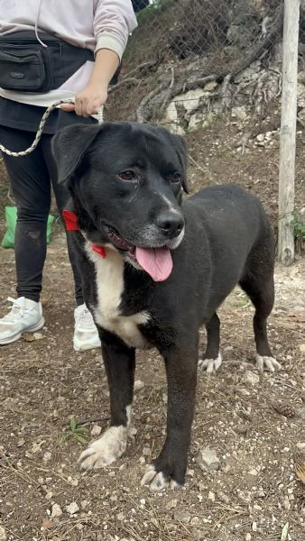 Pablo canile basso lazio | Foto 2