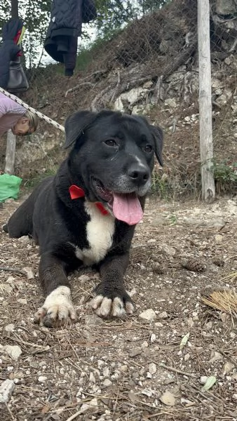 Pablo canile basso lazio | Foto 1