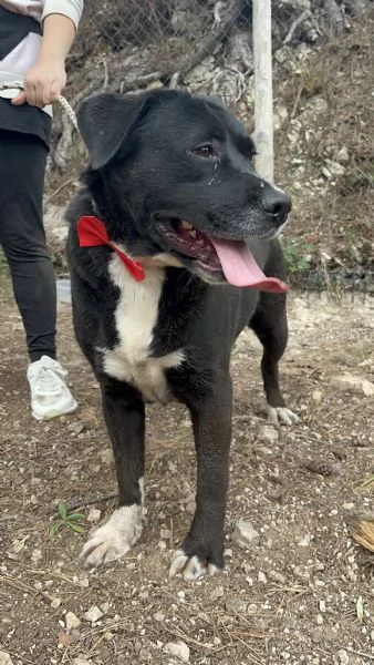 Pablo canile basso lazio | Foto 0