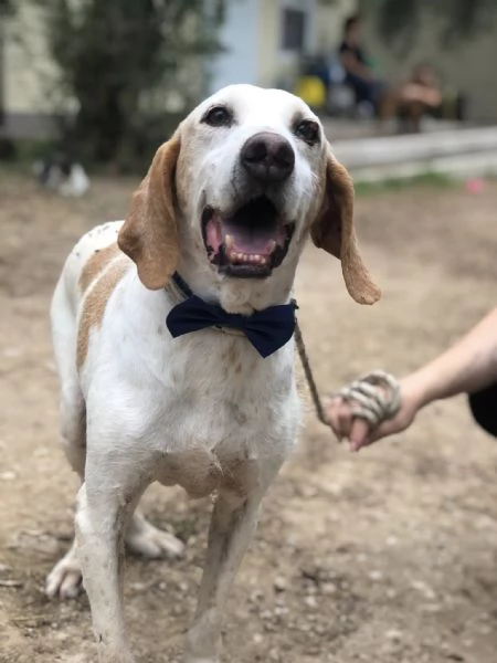 Pluto canile basso lazio