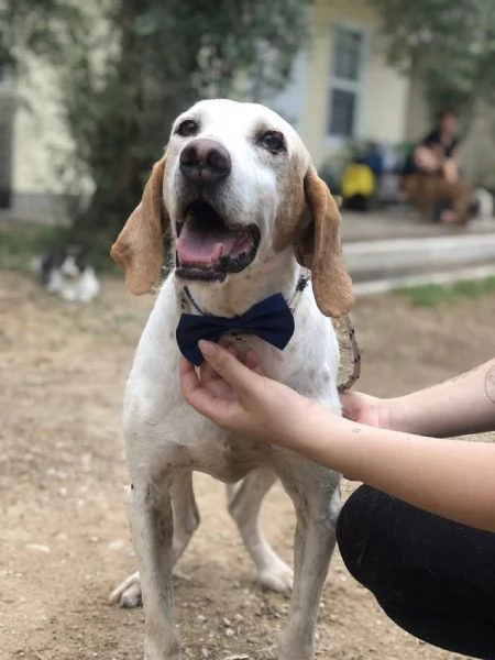 Pluto canile basso lazio | Foto 5