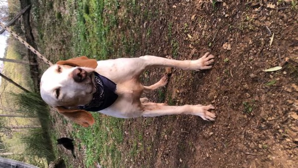 Pluto canile basso lazio | Foto 4