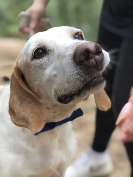 Pluto canile basso lazio | Foto 2