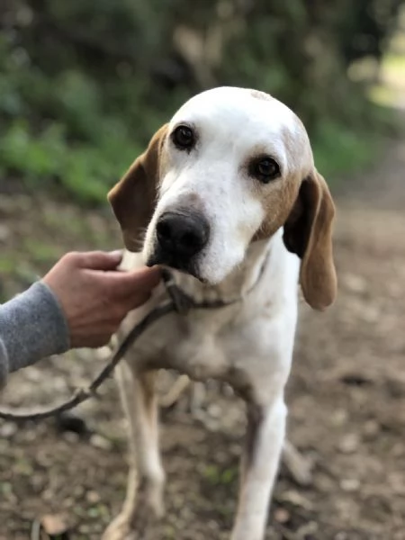 Pluto canile basso lazio | Foto 1