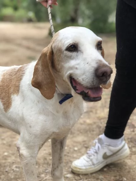 Pluto canile basso lazio | Foto 0