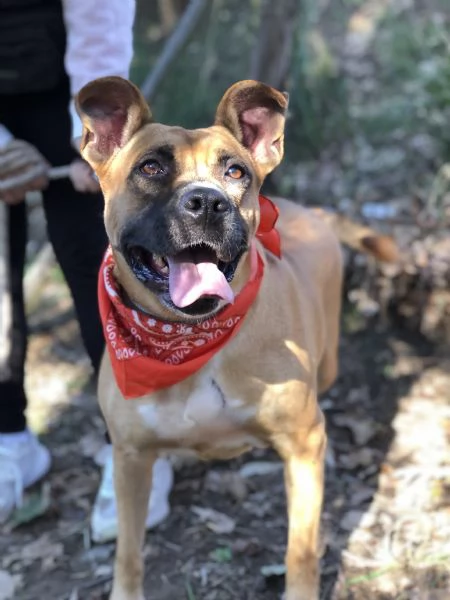 Punta canile basso lazio | Foto 5