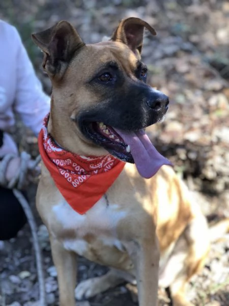 Punta canile basso lazio | Foto 4