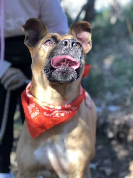 Punta canile basso lazio | Foto 3