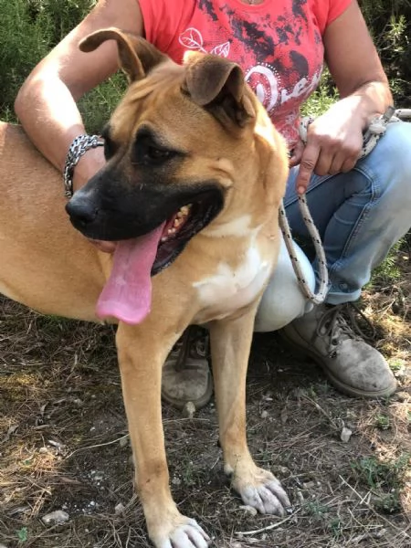 Punta canile basso lazio | Foto 2