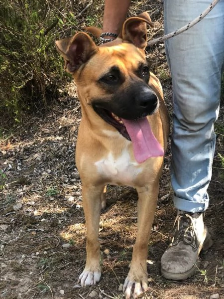 Punta canile basso lazio | Foto 1