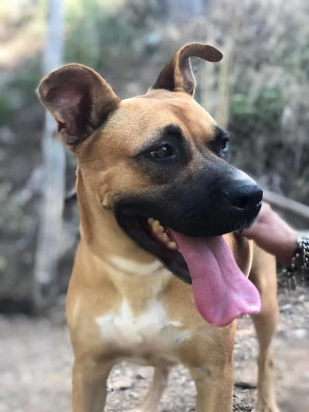 Punta canile basso lazio