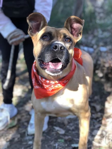 Punta canile basso lazio | Foto 0