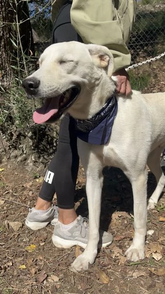 Raffaello canile basso lazio | Foto 4