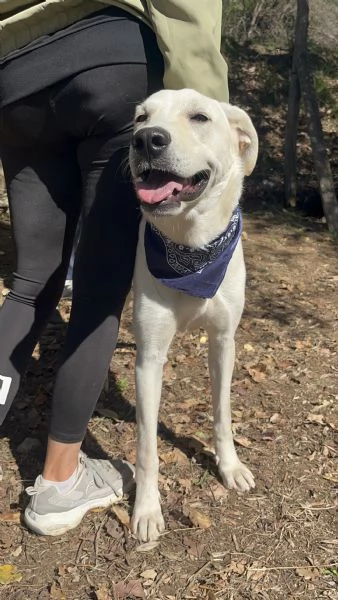 Raffaello canile basso lazio | Foto 2